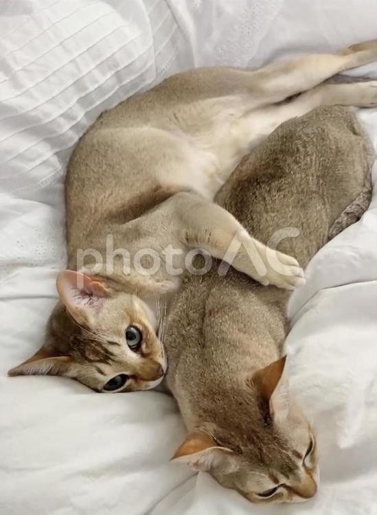ハグをする猫のシンガプーラ シンガプーラ,猫,ネコの写真素材