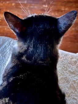 ねこ　後頭部の写真