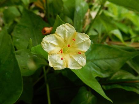 【花の写真】オシロイバナ(白粉花) 【花の写真】オシロイバナ(白粉花)の写真