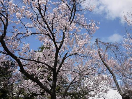 桜 桜の写真