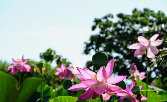 緑の木々と蓮の花 緑の木々と蓮の花 ハス,蓮の花,ピンクの写真素材