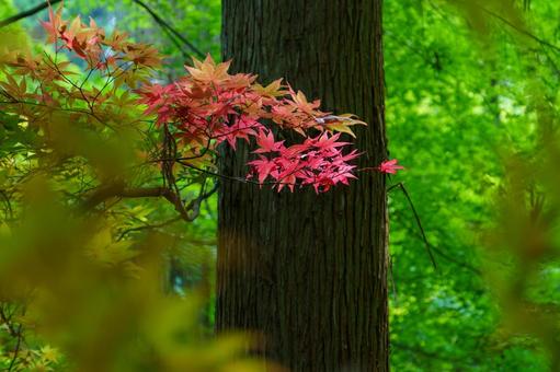 森の中で日差しに輝く赤いカエデの葉 森の中で日差しに輝く赤いカエデの葉の写真