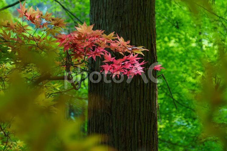 森の中で日差しに輝く赤いカエデの葉 植物,自然,風景の写真素材