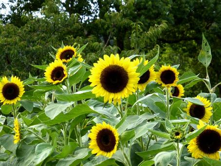 9月でも元気なひまわり畑の風景 ヒマワリ,花,植物の写真素材