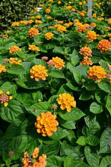 エレガガーデン、夏の花、庭の花 エレガガーデン、夏の花、庭の花 植物,緑色,緑の写真素材