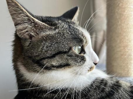 猫の横顔 キジトラ,雑種,mixの写真素材