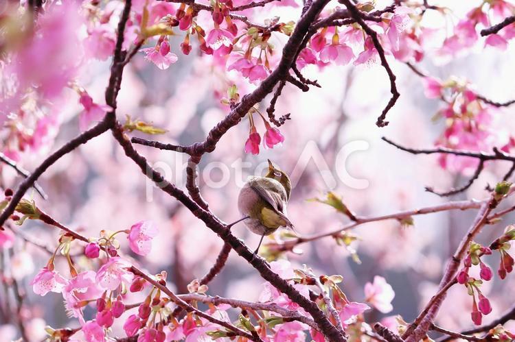 美しい桜に囲まれた可愛いメジロ メジロ,桜,春の写真素材