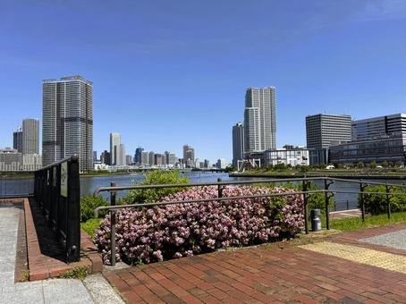 豊洲公園から見た東京の街 2025年春 豊洲公園から見た東京の街 2025年春 東京,港区,豊洲の写真素材