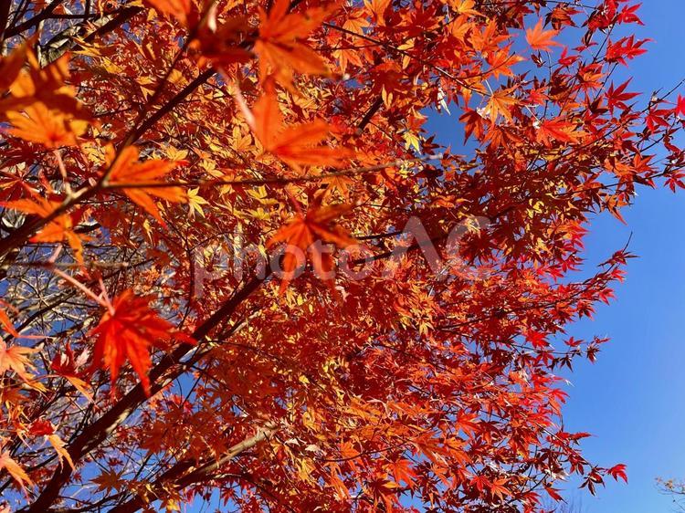 美しい紅葉　もみじ もみじ,紅葉,美しいの写真素材