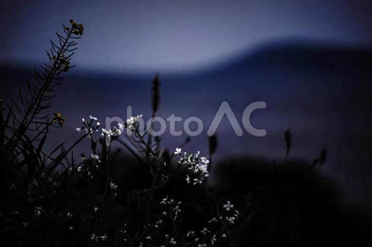 ＜五島の風景＞散り始めた白い菜の花 菜の花,アブラナ,海の写真素材