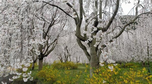 桜 桜の写真