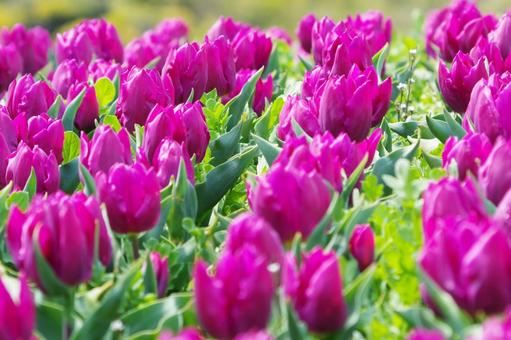 Tulips, JPG Tulips, JPG