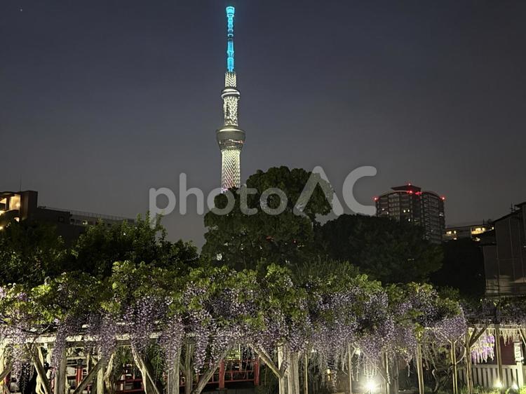 夜の亀戸天神社　藤棚 夜,ライトアップ,夜空の写真素材
