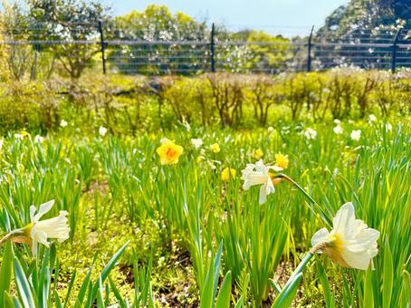 美しい花々と草の眺め 青空,空,ブルースカイの写真素材