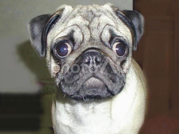パグの愛らしい表情 パグ,犬,ペットの写真素材