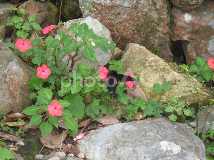 今帰仁城跡七五三の階段 今帰仁城の写真素材