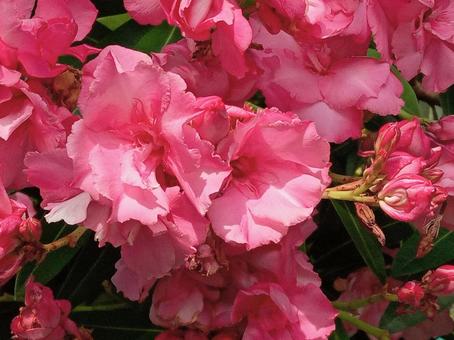 Oleander, JPG