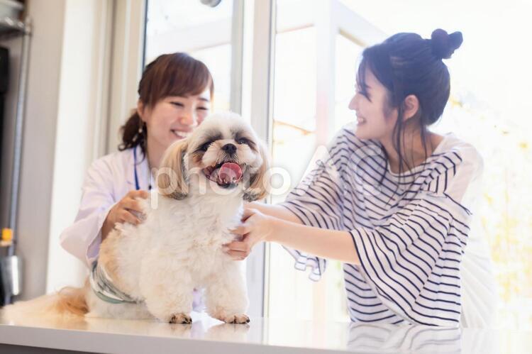獣医さんと飼い主 動物病院,ペットクリニック,犬の写真素材