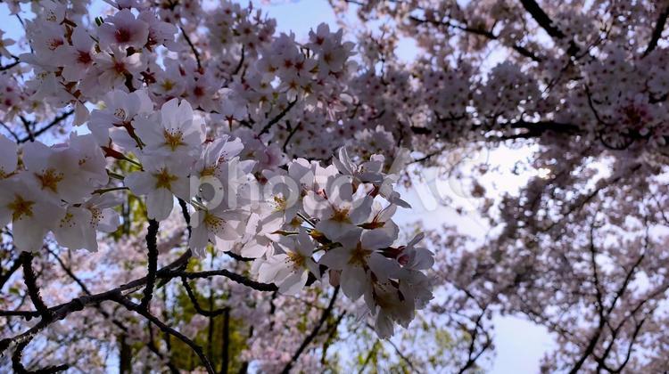 春の大阪・堺 桜の季節の大仙公園（日光に照らされる桜の花びら） 春,大阪,堺の写真素材