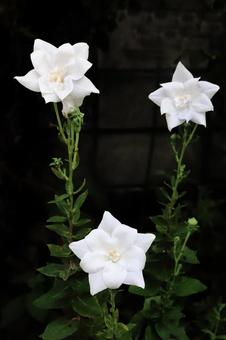 白いキキョウの花 白いキキョウの花 植物,花,花びらの写真素材