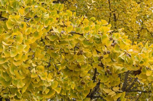 色付き始めた公園のイチョウの葉 公園,雨,銀杏の写真素材