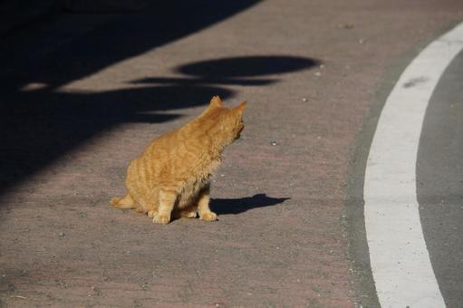 野良猫 野良猫の写真