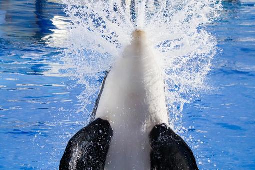 シャチ シャチ シャチ,オルカ,哺乳類の写真素材