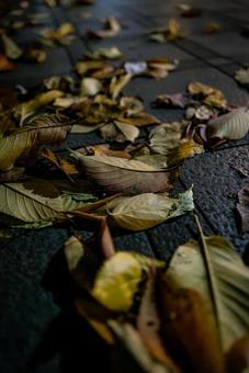 街灯に照らされた落ち葉 落ち葉,東京,都内の写真素材