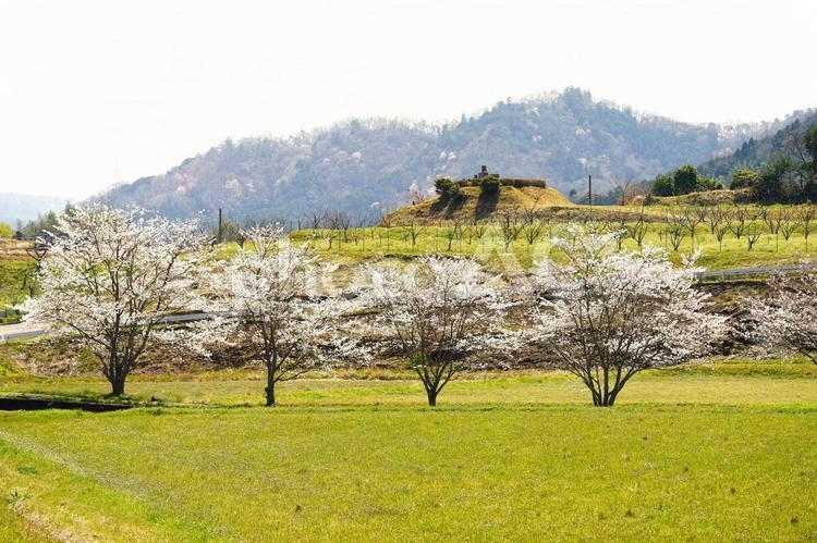 桜咲くのどかな風景 春,桜,のどかの写真素材