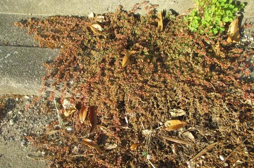 ど根性植物 植物,雑草,葉の写真素材