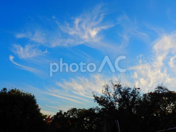 風景　秋の空（青空に薄くたなびく雲） 植物,自然,花の写真素材
