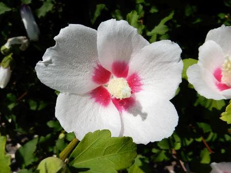 [Flower photo] White Rose of Sharon, JPG