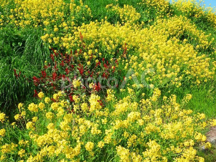 春の訪れを告げる黄色い花畑 花畑,菜の花,春の写真素材