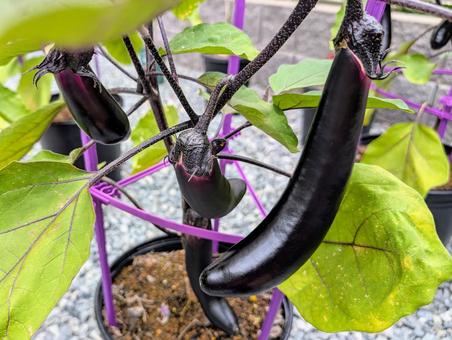 鉢植えで育てる茄子 鉢植えで育てる茄子 なす,家庭菜園,鉢植えの写真素材