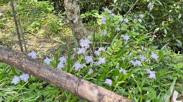 秩父34観音 34番 水潜寺 境内の草花 水潜寺,日沢山,新緑の写真素材