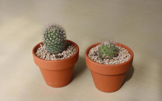 小さなサボテンの鉢が2つ 2 小さなサボテンの鉢が2つ 2 サボテン,自然,ボタニカルの写真素材