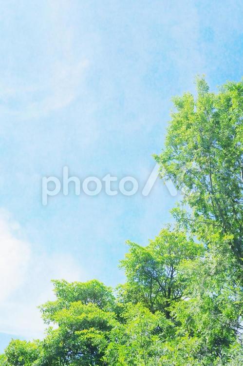 空と緑の水彩画風の背景 縦 空,青空,緑の写真素材