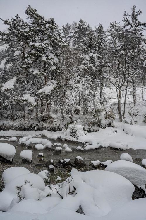大雪に見舞われた草津 西の河原公園,雪,積雪の写真素材