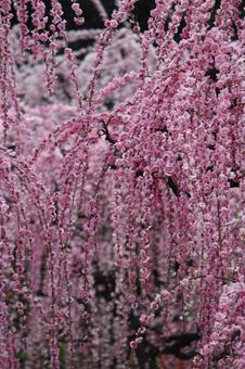 Photo, ume, spring, flower, 
