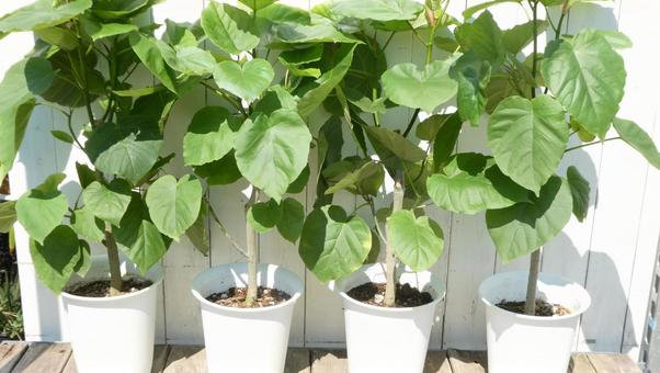 観葉植物 ウンベラータの鉢植えを並べて 観葉植物 ウンベラータの鉢植えを並べて 観葉植物,ウンベラータ,葉の写真素材