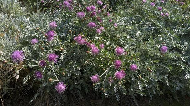 花壇に咲いてた紫色の花 アザミのような花 花壇に咲いてた紫色の花 アザミのような花の写真
