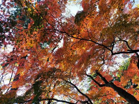 見上げた空を彩る鮮やかな秋の紅葉 見上げた空を彩る鮮やかな秋の紅葉 紅葉,もみじ,カエデの写真素材