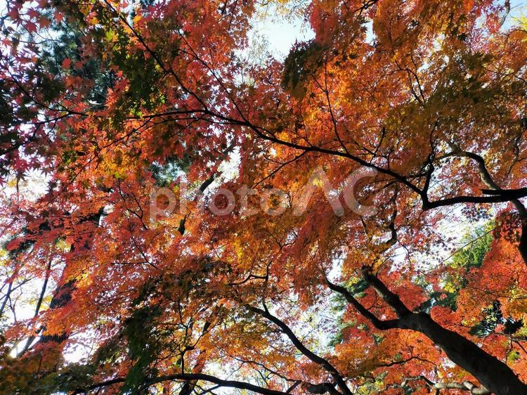 見上げた空を彩る鮮やかな秋の紅葉 紅葉,もみじ,カエデの写真素材