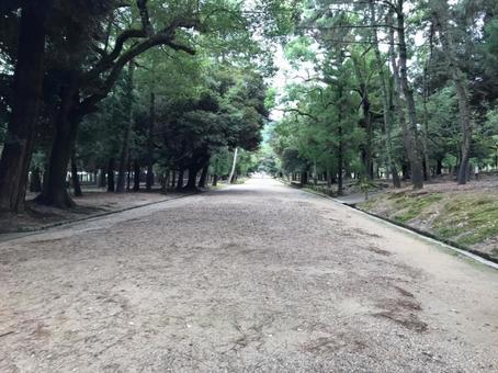 奈良公園 奈良公園の写真
