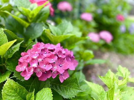 公園のあじさい 公園のあじさいの写真