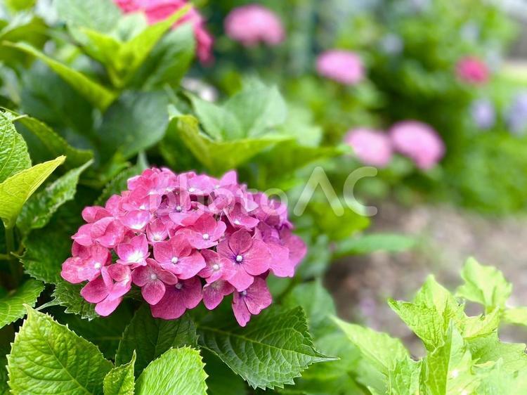 公園のあじさい 公園,花壇,アジサイの写真素材