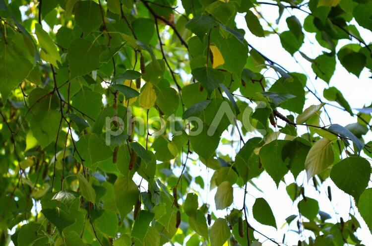 木漏れ日３ 木漏れ日,木,枝の写真素材