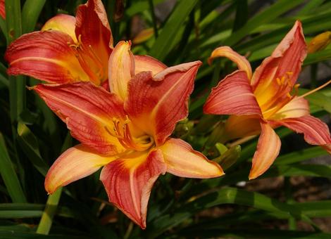 Hemerocallis, JPG Hemerocallis, JPG