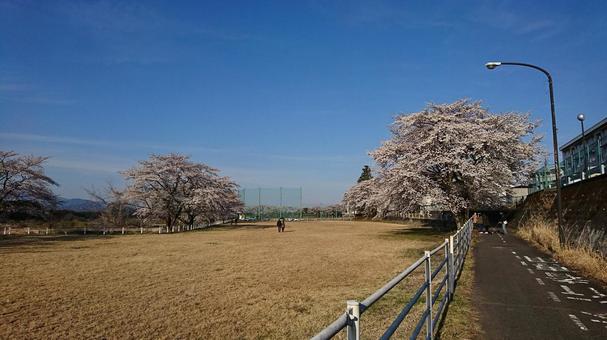 日光の桜 日光の桜 風景,山,自然の写真素材