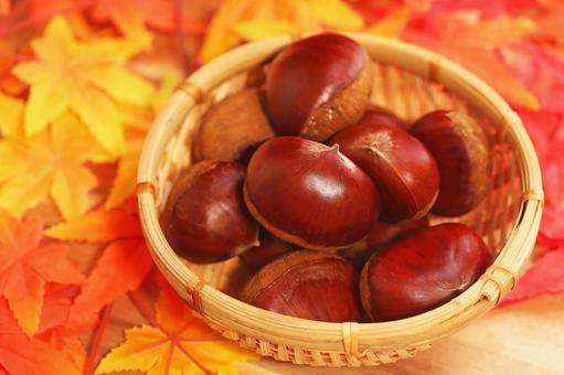 秋の味覚　かわいい栗の実がいっぱいです クリ,栗,秋の実の写真素材